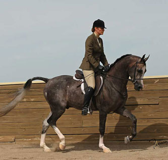 English Pleasure Horse