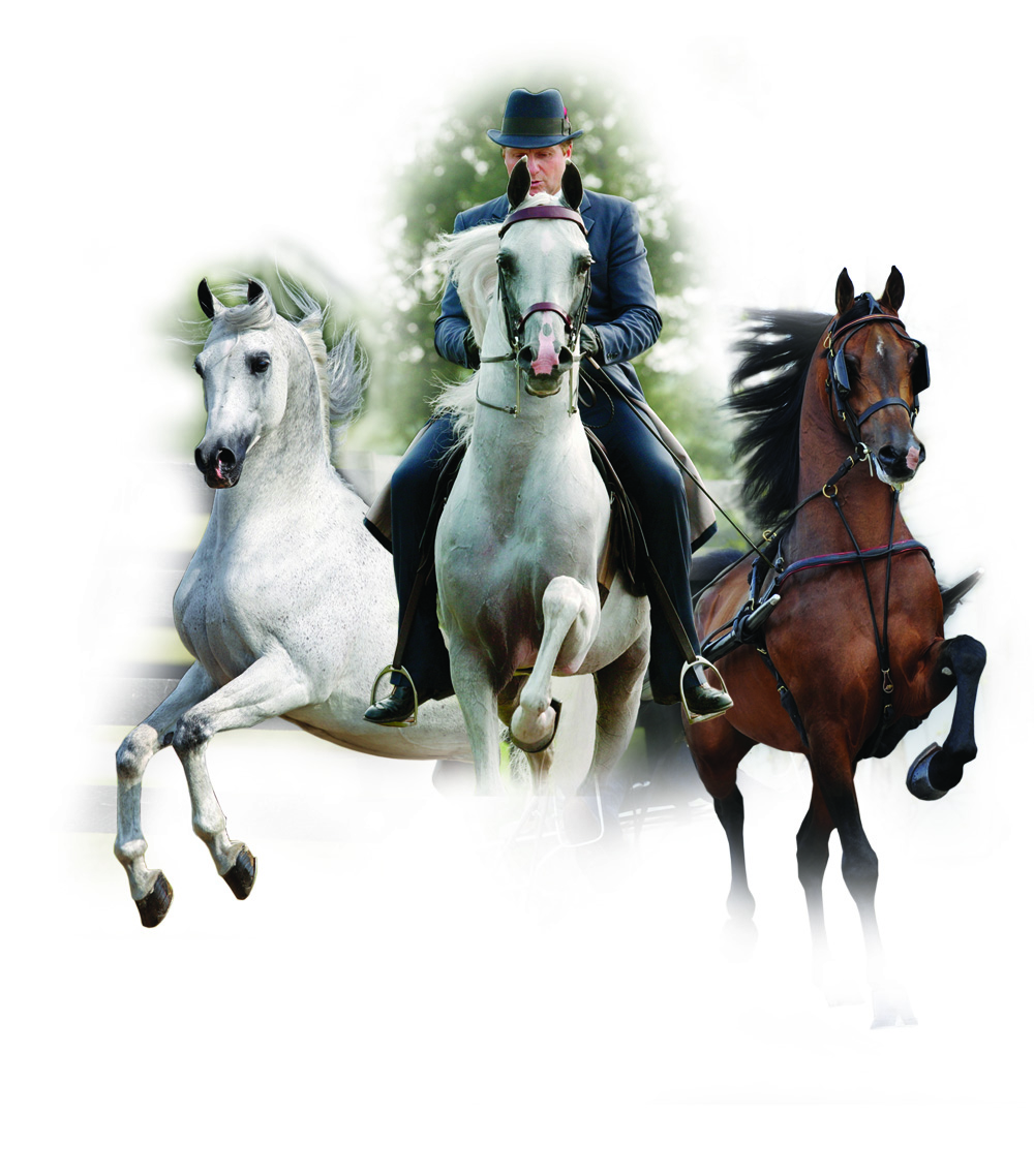stud fees stallions stud fees stallions
